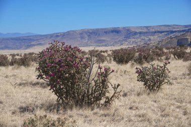 Kasha-Katuwe Çadırları yakınlarındaki Staghorn Cholla Ulusal Anıtı, NM