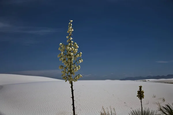 Plantas Yucca Soaptree Parque Nacional White Sands Novo México — Fotografia de Stock