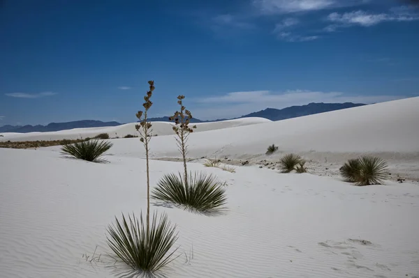 Soaptree Yucca Plants White Sands National Park New Mexico — Stock Photo, Image