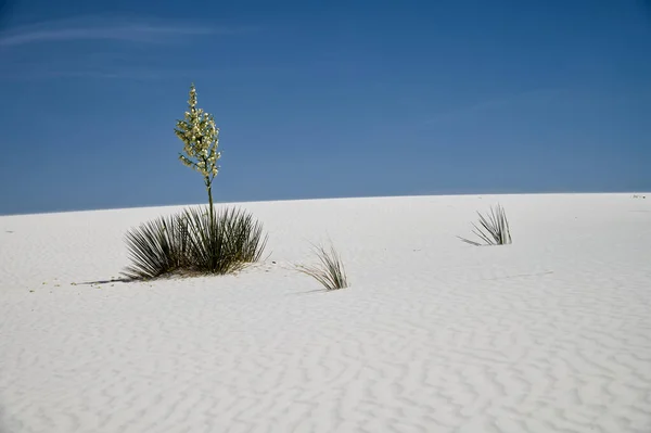 Plantas Yucca Soaptree Parque Nacional White Sands Novo México — Fotografia de Stock