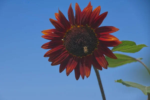 Sunflower Field Portland Oregon — Stockfoto
