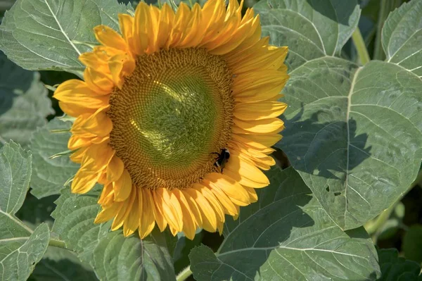 Sunflower Field near Portland, Oregon