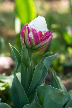 Dondurmacı egzotik lale. Kırsal bir bahçede çiçek açan alışılmadık Hollanda.