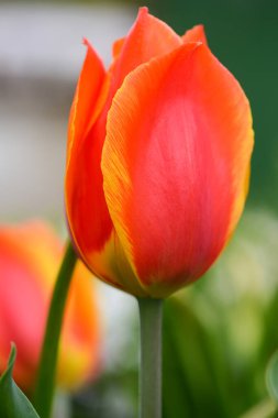 İlkbaharda açan kırmızı sarı lale - seçici odak