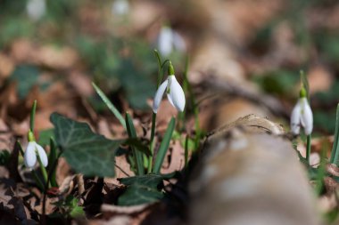 Güneşli bahar gününde açan kardamlası çiçeklerini kapat - seçici odak, kopyalama alanı
