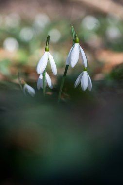 Güneşli bahar gününde açan kardamlası çiçeklerini kapat - seçici odak, kopyalama alanı