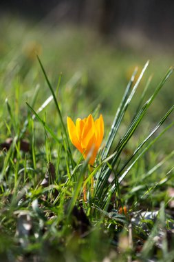 Bahar ormanında tomurcuklanan timsah - seçici odak, kopyalama alanı