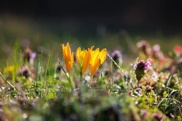 Sprouting Crocus Spring Forest Selective Focus Copy Space — Stock Photo, Image