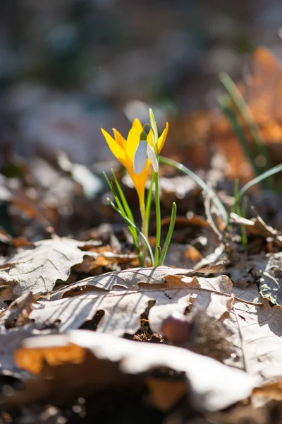 Sprouting Crocus Spring Forest Selective Focus Copy Space — Zdjęcie stockowe