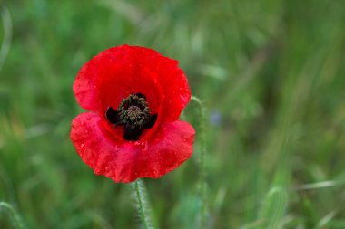 Kırmızıgelincikler yabani tarlada çiçek açar. Seçici odaklı güzel kırmızı gelincikler. yumuşak ışık. Doğal ilaçlar. Kırmızı gelincikler. Yalnız gelincik. Yumuşak odak bulanıklığı