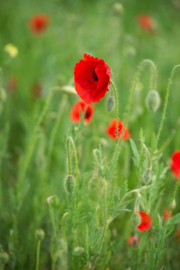 Kırmızıgelincikler yabani tarlada çiçek açar. Seçici odaklı güzel kırmızı gelincikler. yumuşak ışık. Doğal ilaçlar. Kırmızı gelincikler. Yalnız gelincik. Yumuşak odak bulanıklığı