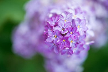 İlkbaharda çiçek açan leylağın yakın çekimi - seçici odak, boşluk metni