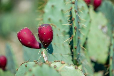 Close up of Opuntia ficus-indica is also known as Prickly Pear, Indian Fig or Mission Cactus - selective focus