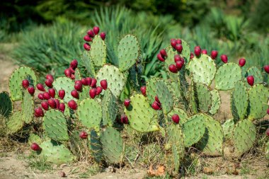 Close up of Opuntia ficus-indica is also known as Prickly Pear, Indian Fig or Mission Cactus - selective focus