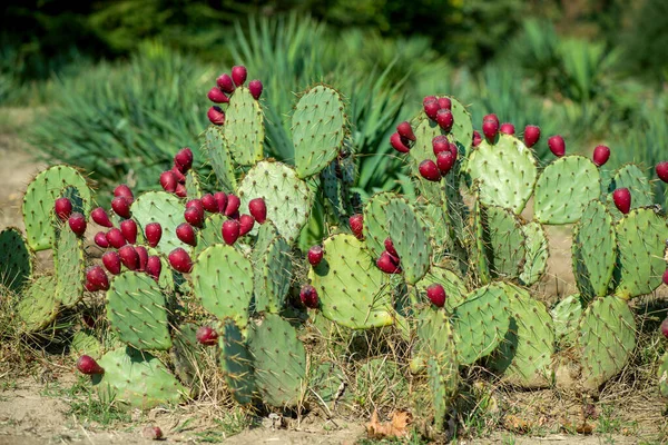 Close Opuntia Ficus Indica Also Known Prickly Pear Indian Fig — Stock fotografie