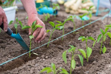Bahçıvanın ellerini kapatın sebze bahçesine biber tohumu ekin - seçici bir odak noktası