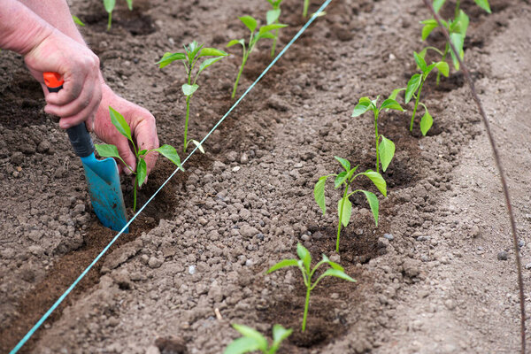 Close up of gardener's hands planting a pepper seedling in the vegetable garden - selective focus