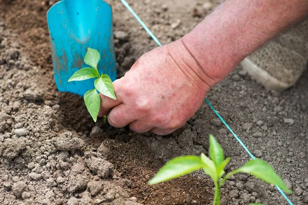 Close Mãos Jardineiro Plantando Uma Planta Cultivada Sementes Pimenta Horta — Fotografia de Stock