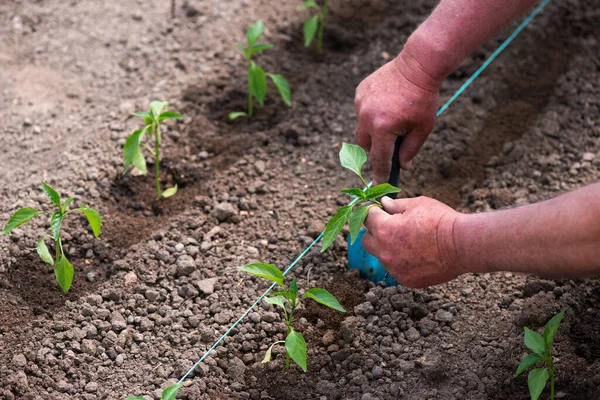 Close Gardener Hands Planting Pepper Seedling Vegetable Garden Selective Focus — Stock Photo, Image