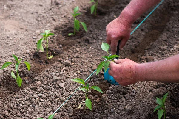 Közelkép Kertész Kezét Ültető Paprika Palánta Zöldségkertben Szelektív Fókusz — Stock Fotó