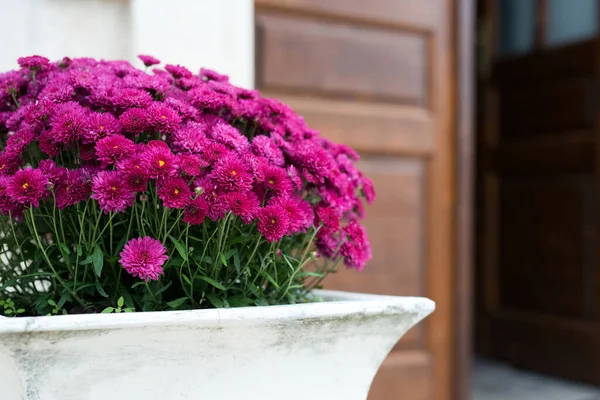 Purple Chrysanthemum Pot Decoration Front Entrance House Selective Focus — Stock Photo, Image