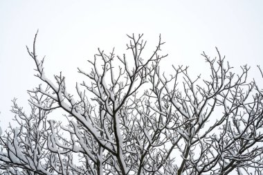 Karla kaplı ağaç dalları, doku etkisi, arka plan - seçici odak