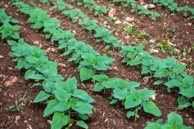 Baharın erken saatlerinde tarladaki genç ayçiçeği bitkileri - seçici bir odak noktası