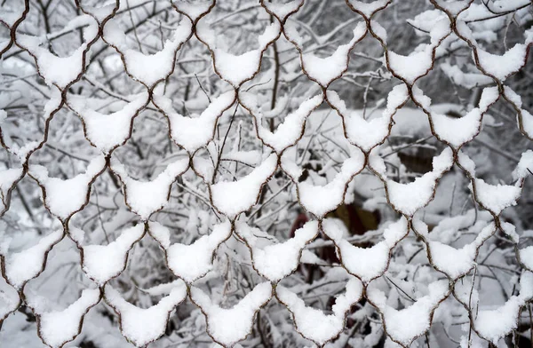 Kar Doku Arka Planda Birikmiş Çit Ağı — Stok fotoğraf