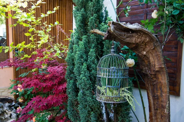 Jardim Exterior Com Gaiola Pássaro Bordo Palma Rosas Florescentes Coníferas — Fotografia de Stock