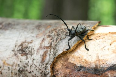 Morimus funereus, yeşil bir bahar ormanında yosun kaplı bir kütükte doğal habitatında uzun boynuzlu böcek - seçici odak, metin için alan