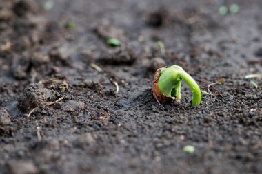 Kırsal bir bahçede fasulye tohumlarının filizlenmesi - seçici bir odak noktası