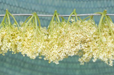 Tıpta bitki olarak kullanılan kurutulmuş mürver bitkisinin kapağını kapat - metin için seçici odak alanı