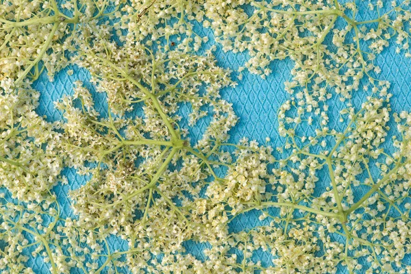 Tıpta Bitki Olarak Kullanılan Kurutulmuş Mürver Bitkisinin Kapağını Kapat Metin — Stok fotoğraf
