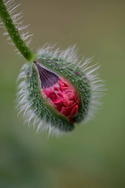 Blommor Röda Vallmo Blommar Vilda Fält Vackra Fält Röda Vallmo — Stockfoto