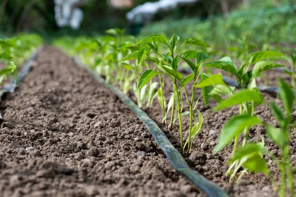 Estufa Com Planta Pimenta Sistema Irrigação Por Gotejamento Foco Seletivo Fotografias De Stock Royalty-Free