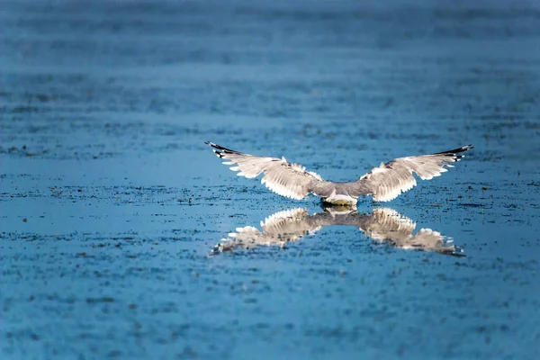 Плавающая Чайка Распростертыми Крыльями Красивым Отражением Голубой Воде Выборочный Фокус — стоковое фото