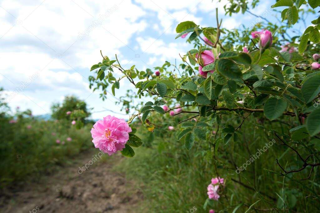 Bulgarian rose valley near Kazanlak. Rose Damascena fields early in spring. Damascene rose is used for rose oil production - selective focus