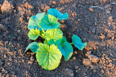 Organik kavun bitki alanında - seçici odak, kopya alanı