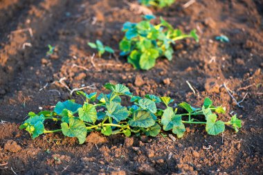 Organik kavun bitki alanında - seçici odak, kopya alanı