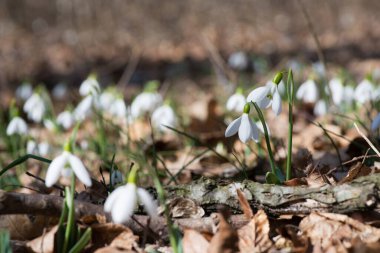 Ormanın güneşli bahar gününde açan kardamlası çiçeklerini kapat. Seçici odak noktası, kopyalama alanı.