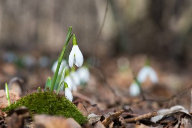 Ormanın güneşli bahar gününde açan kardamlası çiçeklerini kapat. Seçici odak noktası, kopyalama alanı.