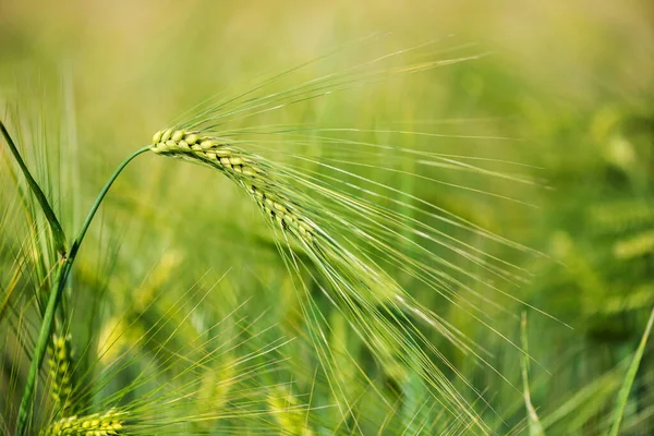 Grano Orzo Viene Utilizzato Farina Pane Orzo Birra Orzo Whisky — Foto Stock