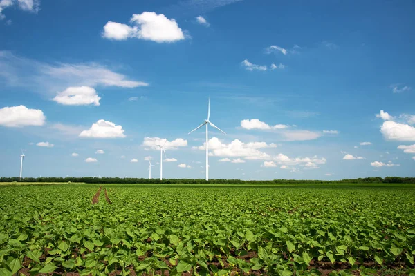 Zöld Tavaszi Mező Babnövényekkel Szélturbinákkal Koncepció Megújuló Energia Környezetvédelem — Stock Fotó