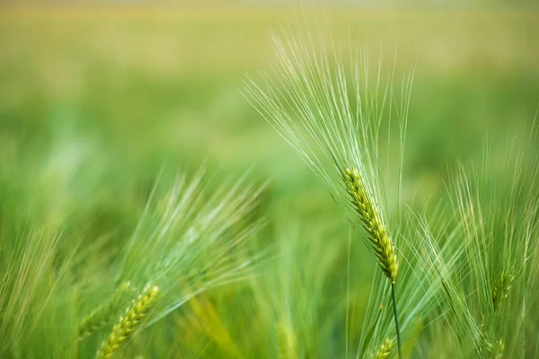 Grano Orzo Viene Utilizzato Farina Pane Orzo Birra Orzo Whisky — Foto Stock