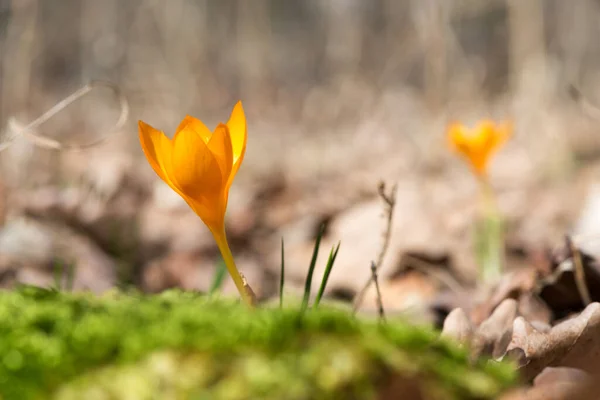 春の庭での発芽の群生 選択的焦点 コピースペース — ストック写真