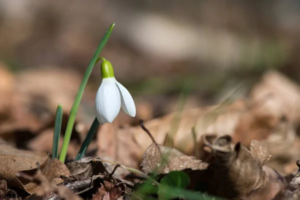 Close Snowdrop Flowers Blooming Sunny Spring Day Forest Selective Focus — Stock Photo, Image