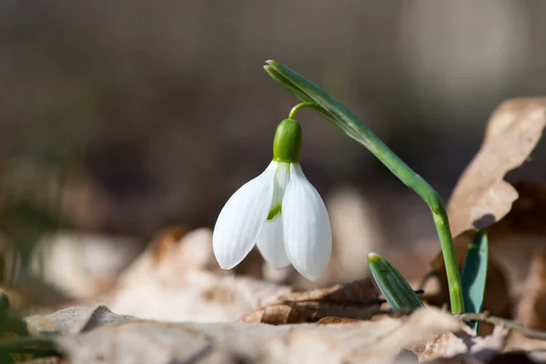 Közelről Hóvirág Virágzik Napsütéses Tavaszi Napon Erdőben Szelektív Fókusz Másolás — Stock Fotó