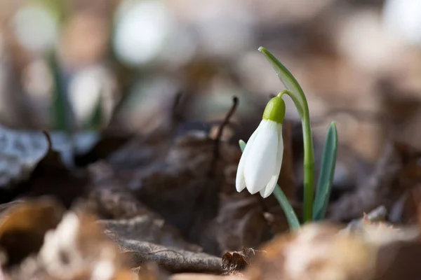 Zbliżenie Śniegu Kwiaty Kwitnące Słoneczny Wiosenny Dzień Lesie Selektywne Skupienie — Zdjęcie stockowe