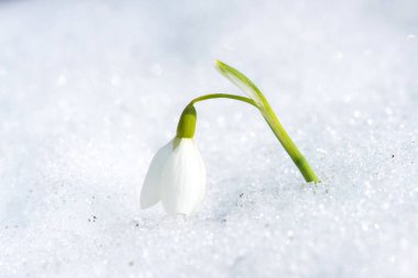 İlkbahar ormanlarında kar damlasına yakın bir yerde seçici odak noktası, kopyalama alanı