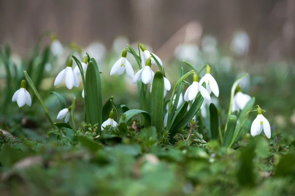 Közelről Hóvirág Virágzik Napsütéses Tavaszi Napon Erdőben Szelektív Fókusz Másolás — Stock Fotó